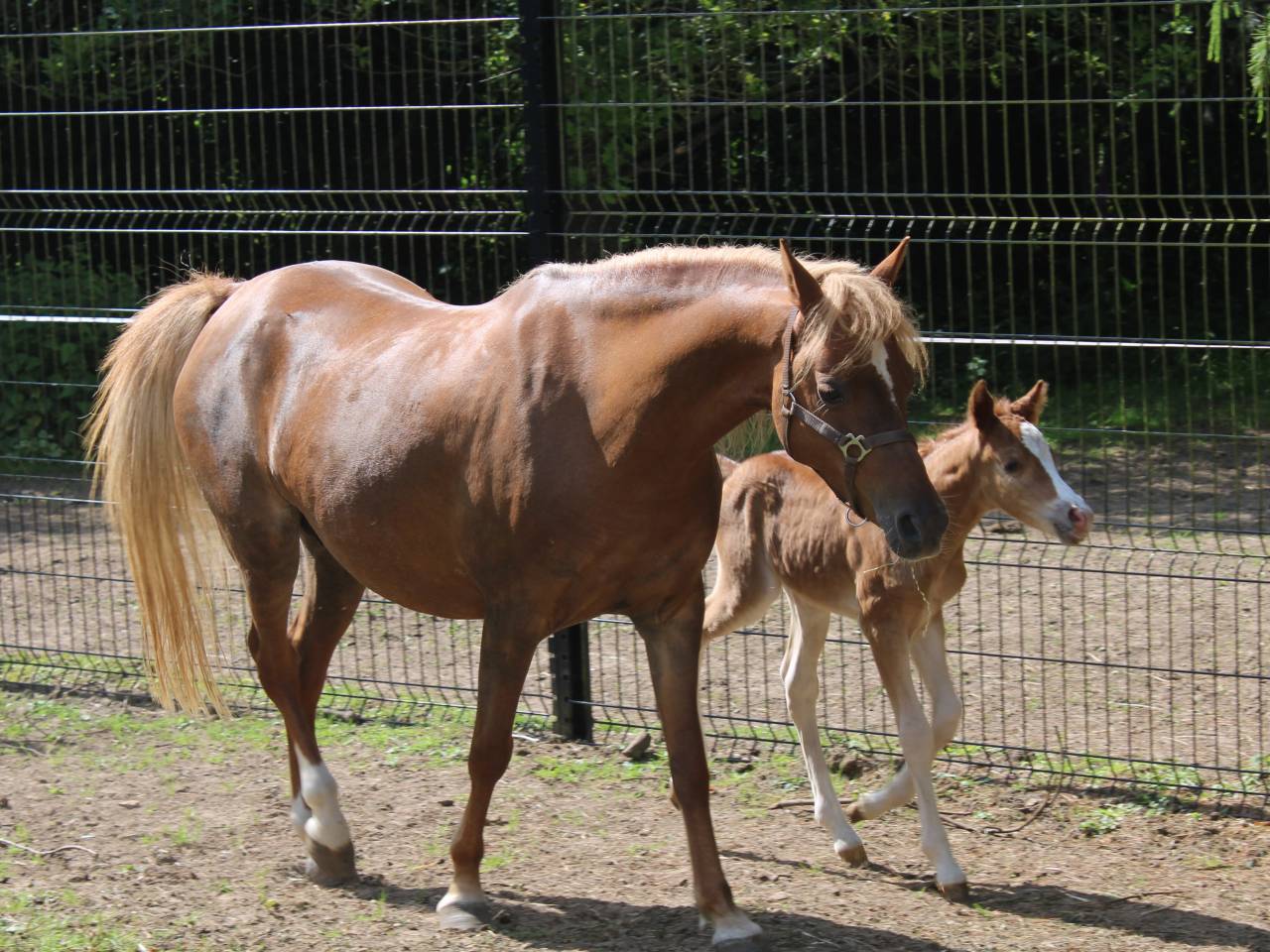 Fattrice Welsh Poney (Sezione B) In vendita 2013 Sauro ,  Beschenhof Darwin