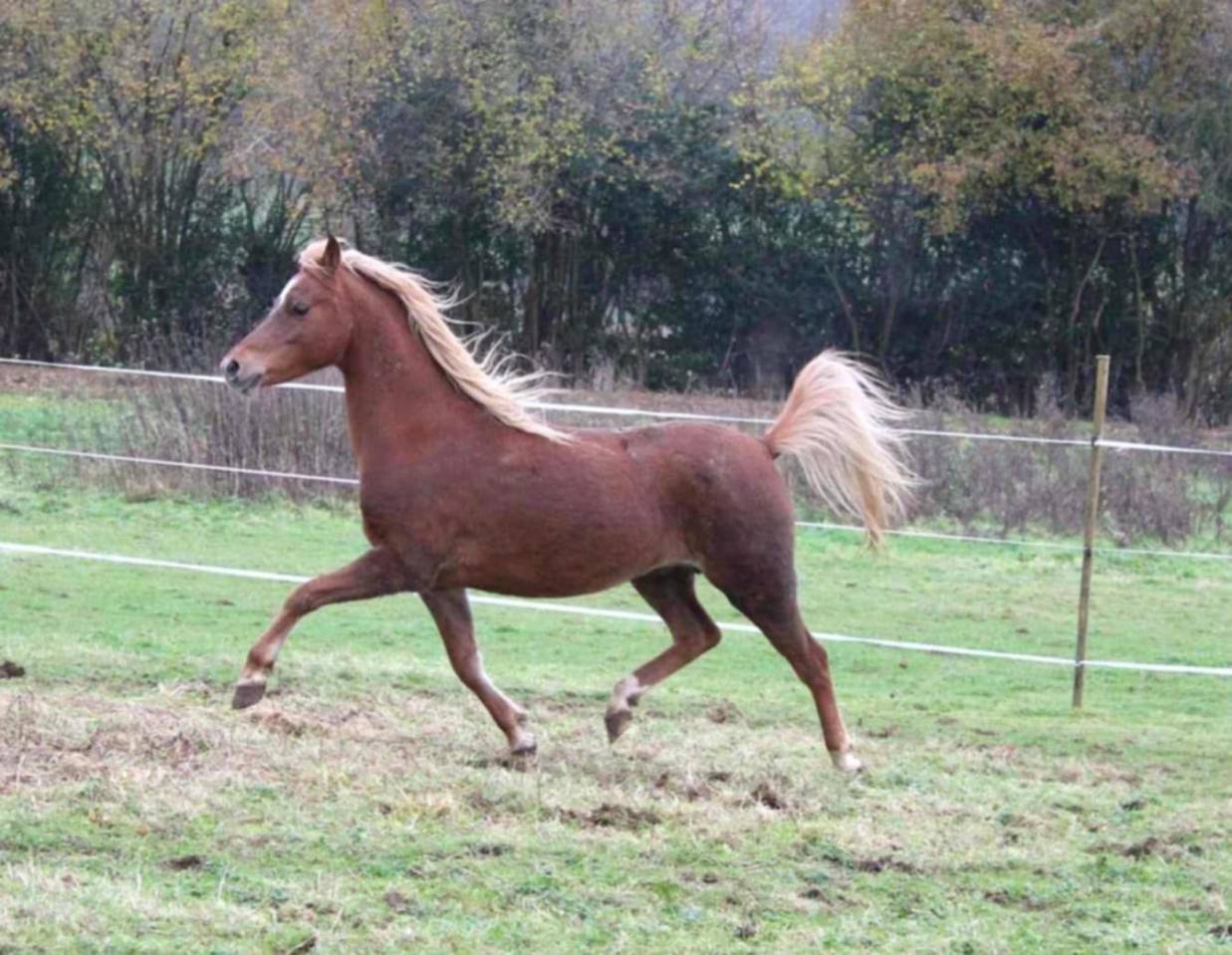 Fattrice Welsh Poney (Sezione B) In vendita 2013 Sauro ,  Beschenhof Darwin