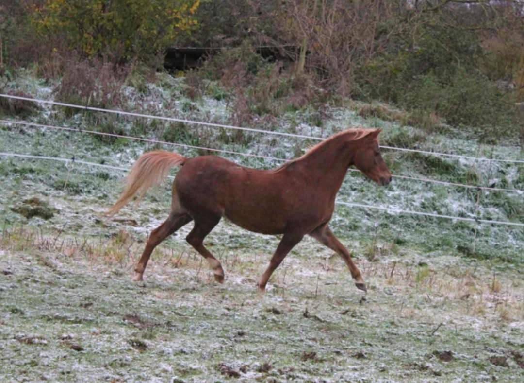 Fattrice Welsh Poney (Sezione B) In vendita 2013 Sauro ,  Beschenhof Darwin