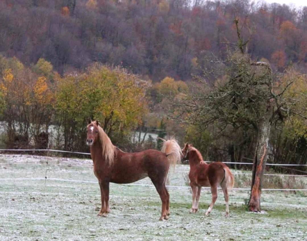 Fattrice Welsh Poney (Sezione B) In vendita 2013 Sauro ,  Beschenhof Darwin