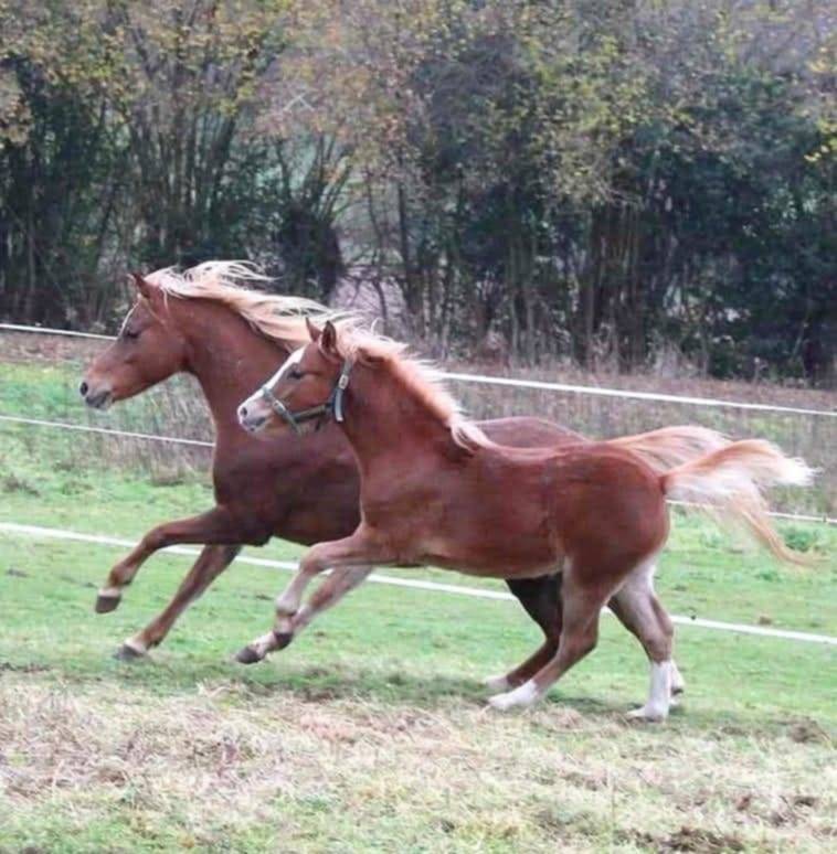 Fattrice Welsh Poney (Sezione B) In vendita 2013 Sauro ,  Beschenhof Darwin
