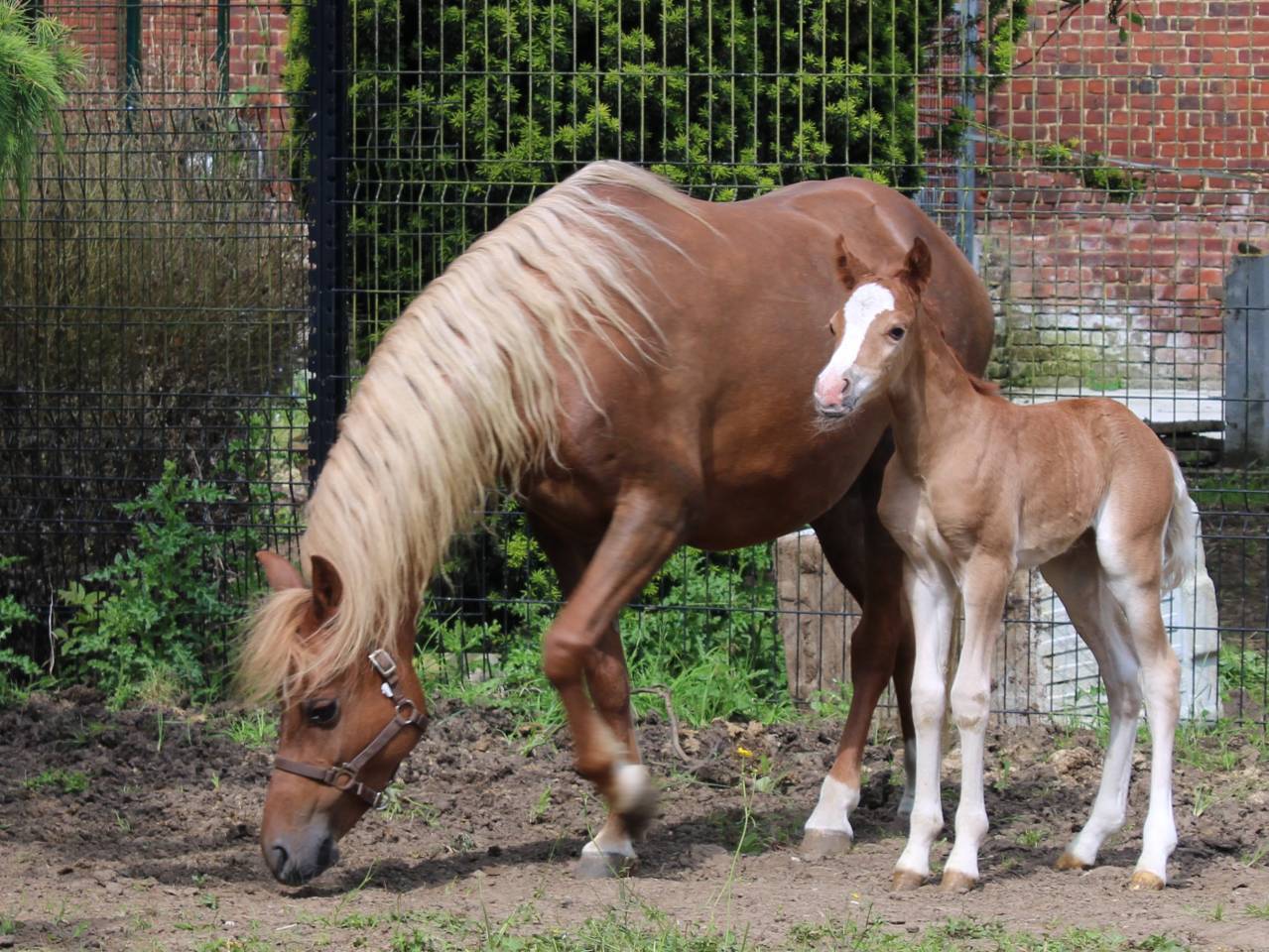 Fattrice Welsh Poney (Sezione B) In vendita 2013 Sauro ,  Beschenhof Darwin