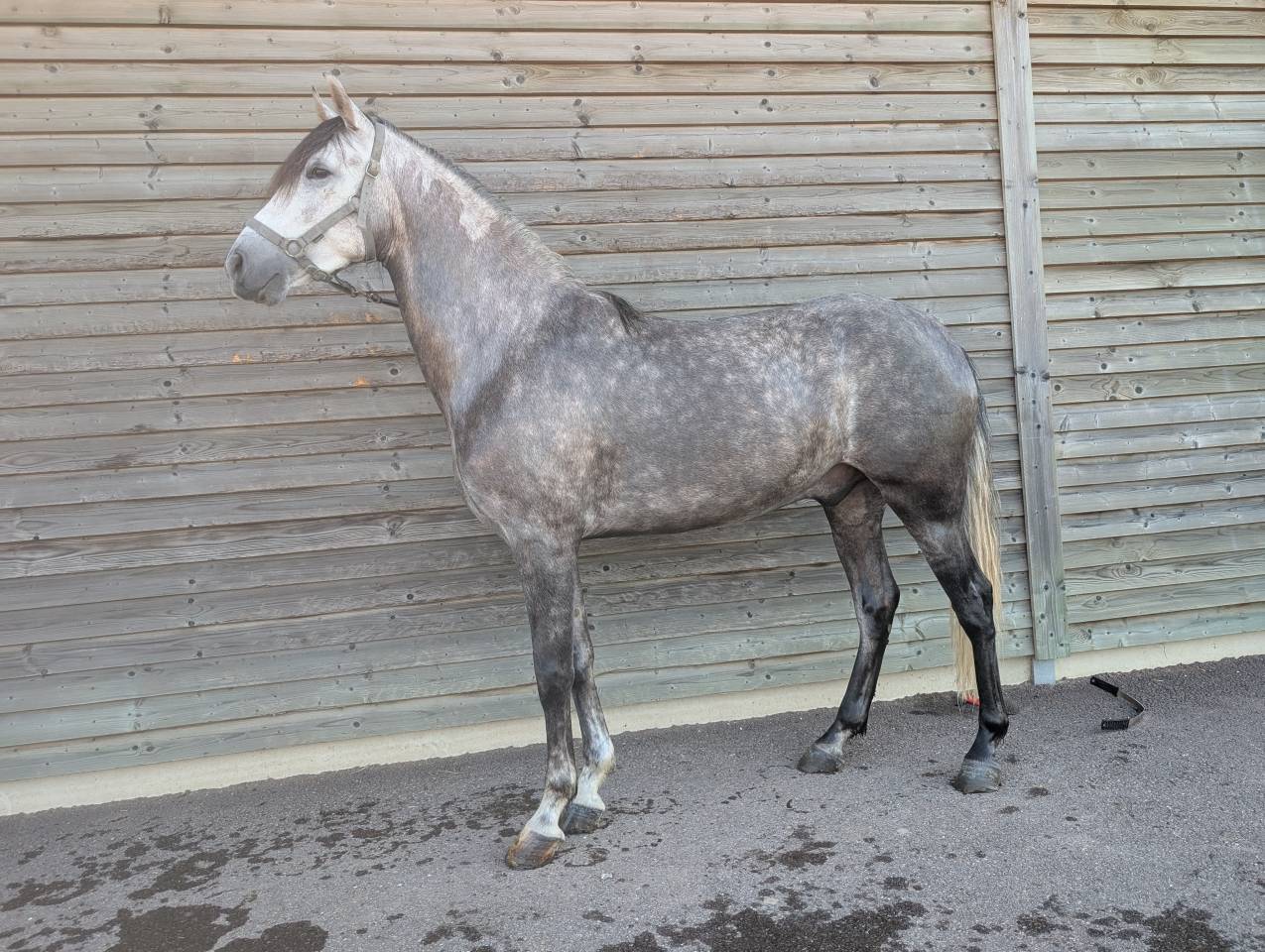 Castrone PRE Andaluso In vendita 2022 Grigio