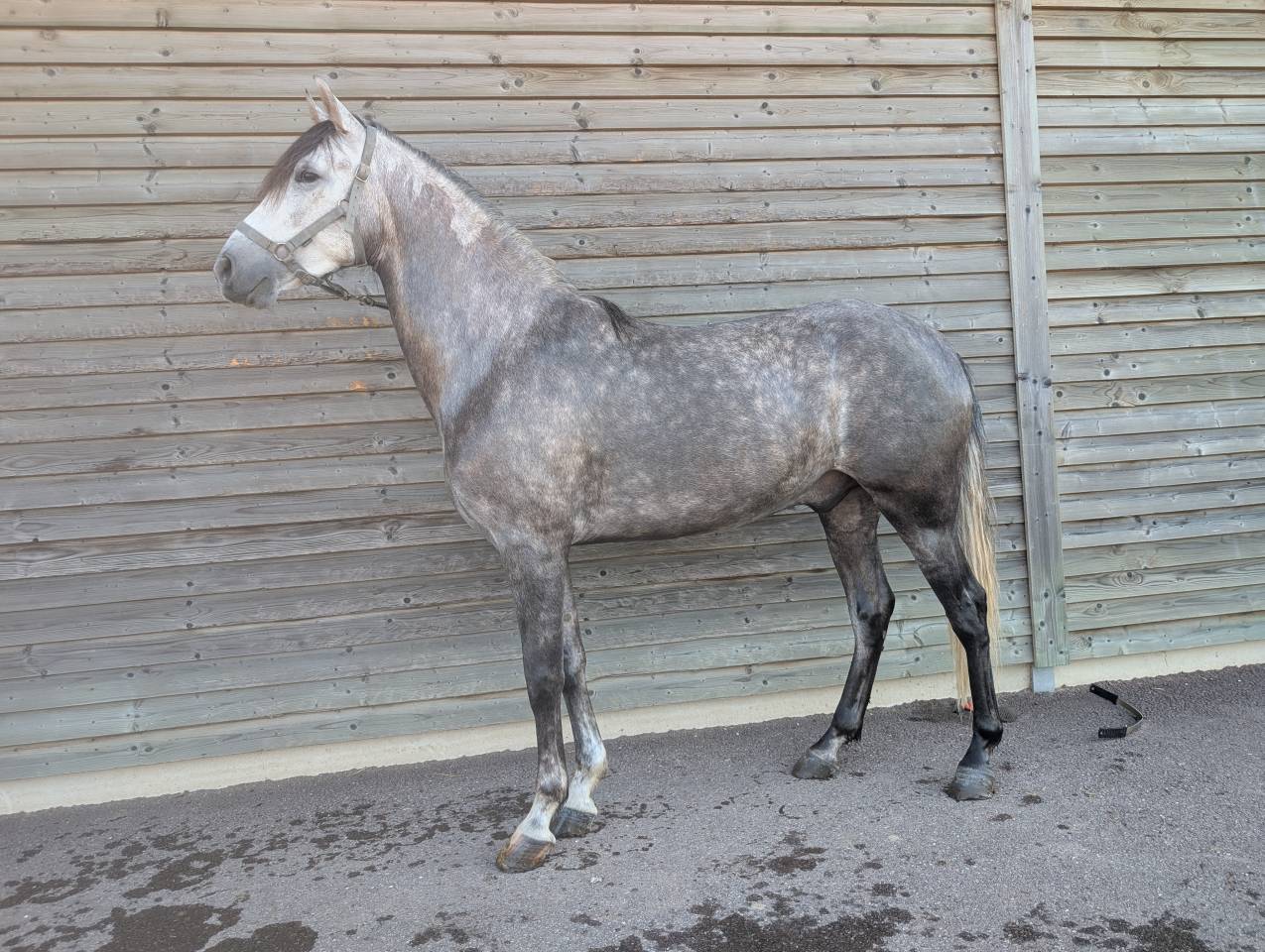 Castrone PRE Andaluso In vendita 2022 Grigio