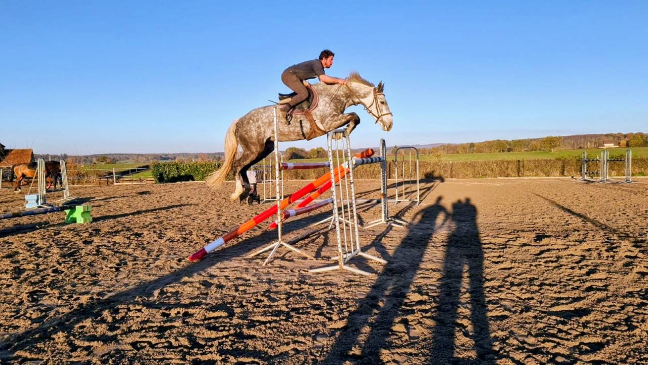 Fattrice Zangersheide In vendita 2014 Grigio