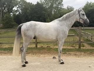 Castrone Zangersheide In vendita 2018 Grigio ,  CORNET OBOLENSKY