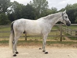 Castrone Zangersheide In vendita 2018 Grigio ,  CORNET OBOLENSKY