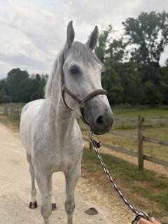 Castrone Zangersheide In vendita 2018 Grigio ,  CORNET OBOLENSKY