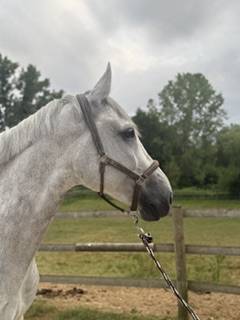 Castrone Zangersheide In vendita 2018 Grigio ,  CORNET OBOLENSKY