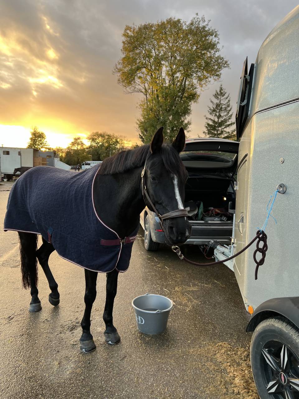 Cavalla PFS Pony Francese da Sella In vendita 2018 Nero ,  &Eacute;tam d&rsquo;Odival