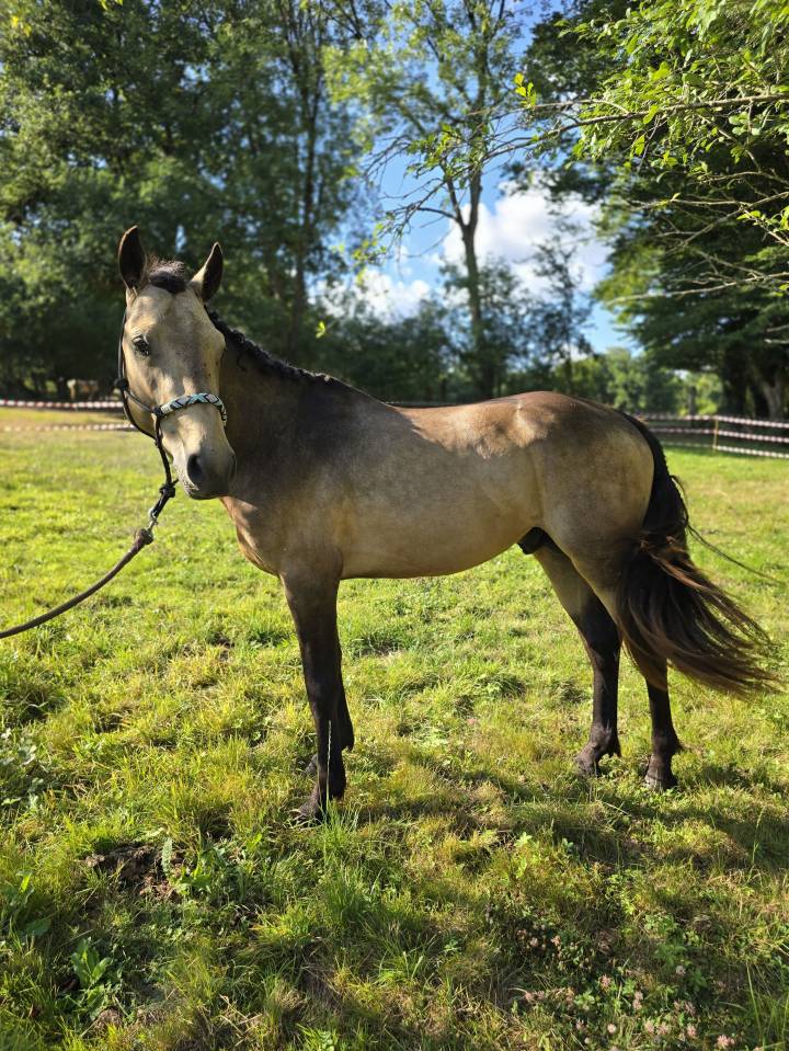 Stallone Connemara In vendita 2022 Isabella ,  Magherafadd  lad IRL