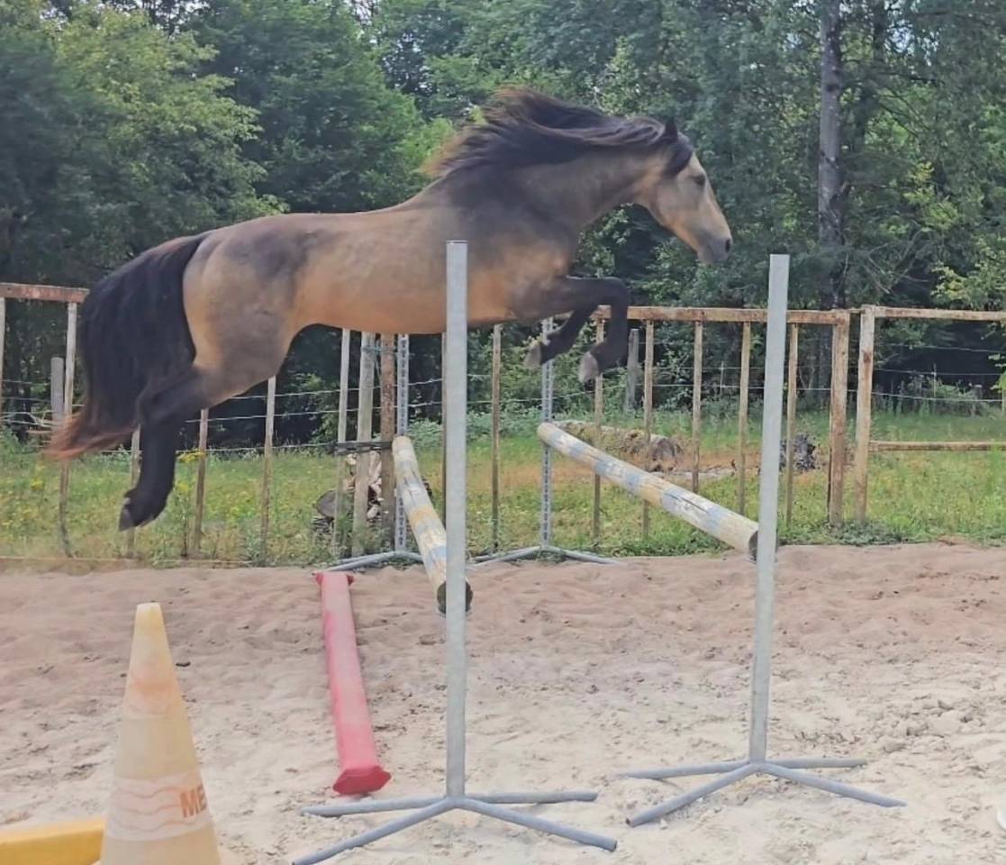 Stallone Connemara In vendita 2022 Isabella ,  Magherafadd  lad IRL