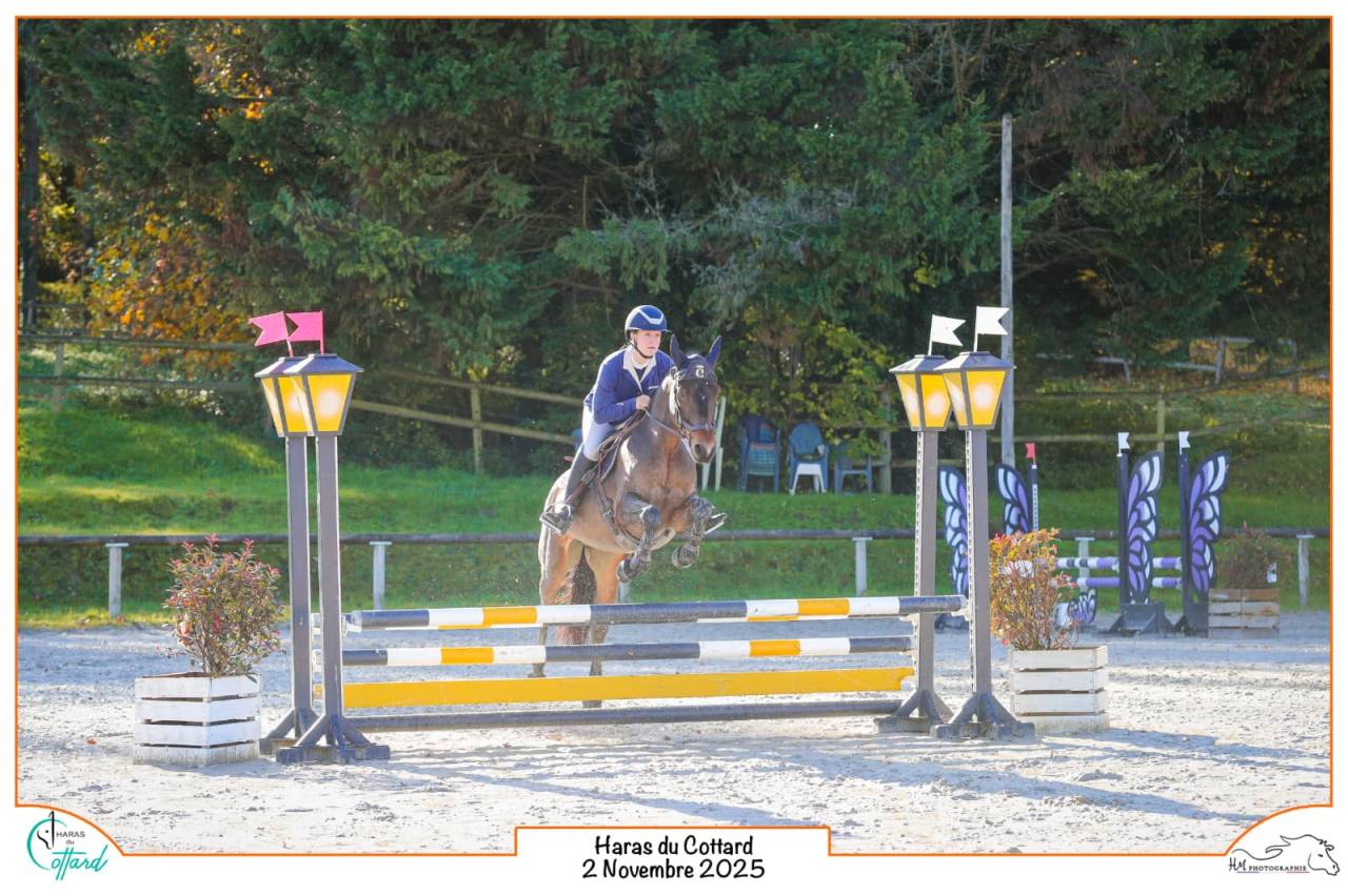 Cavalla Connemara In vendita 2015 Baio ,  Tempo Active Atlas