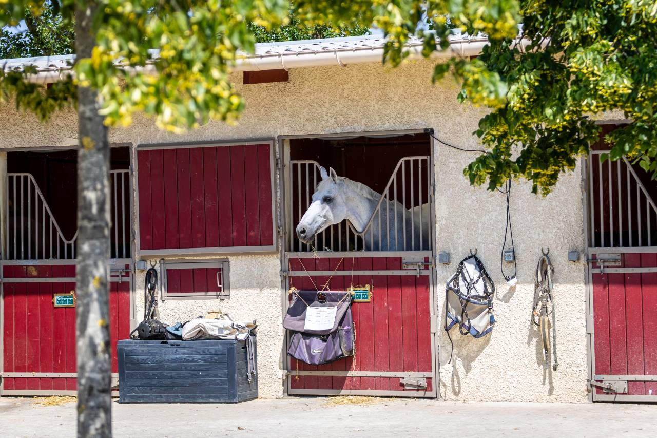 Centro di stagione cavallo In vendita Paris