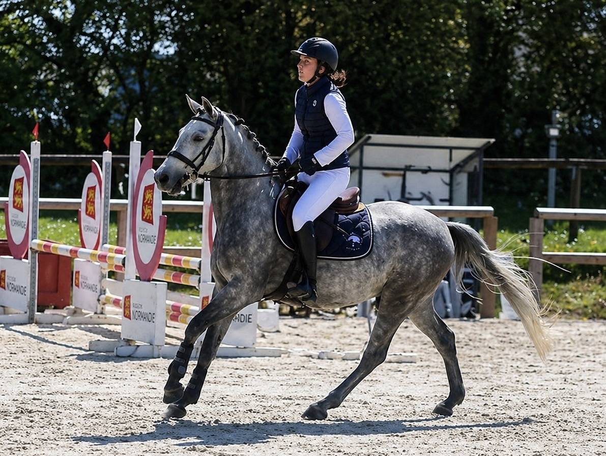 Castrone PFS Pony Francese da Sella In vendita 2022 Grigio