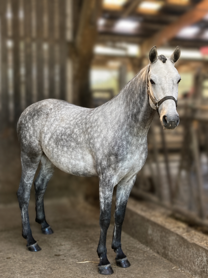 Castrone PFS Pony Francese da Sella In vendita 2022 Grigio
