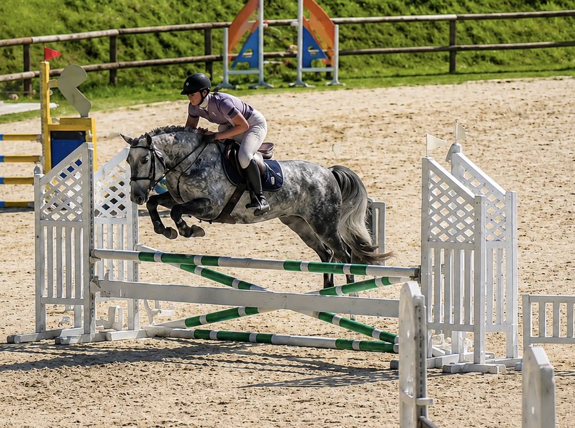 Cavalla PFS Pony Francese da Sella In vendita 2022 Grigio