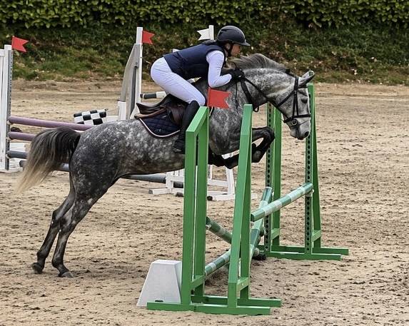 Cavalla PFS Pony Francese da Sella In vendita 2022 Grigio