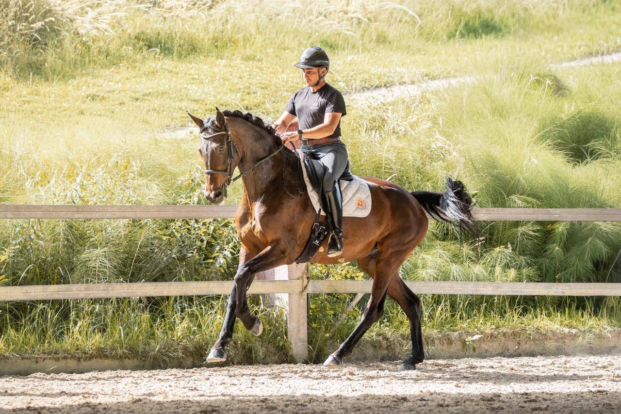 Cavalla KWPN Cavallo da Sport Neerlandese In vendita 2019 Baio scuro