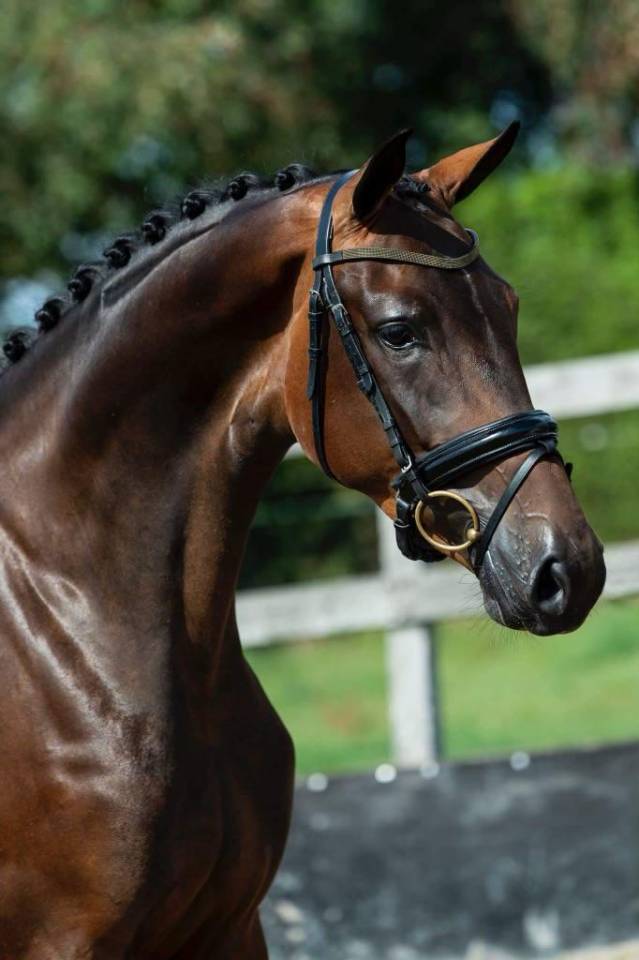 Cavalla KWPN Cavallo da Sport Neerlandese In vendita 2019 Baio scuro