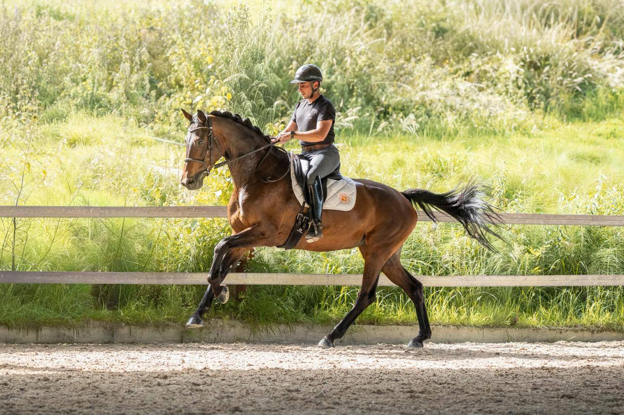 Cavalla KWPN Cavallo da Sport Neerlandese In vendita 2019 Baio scuro