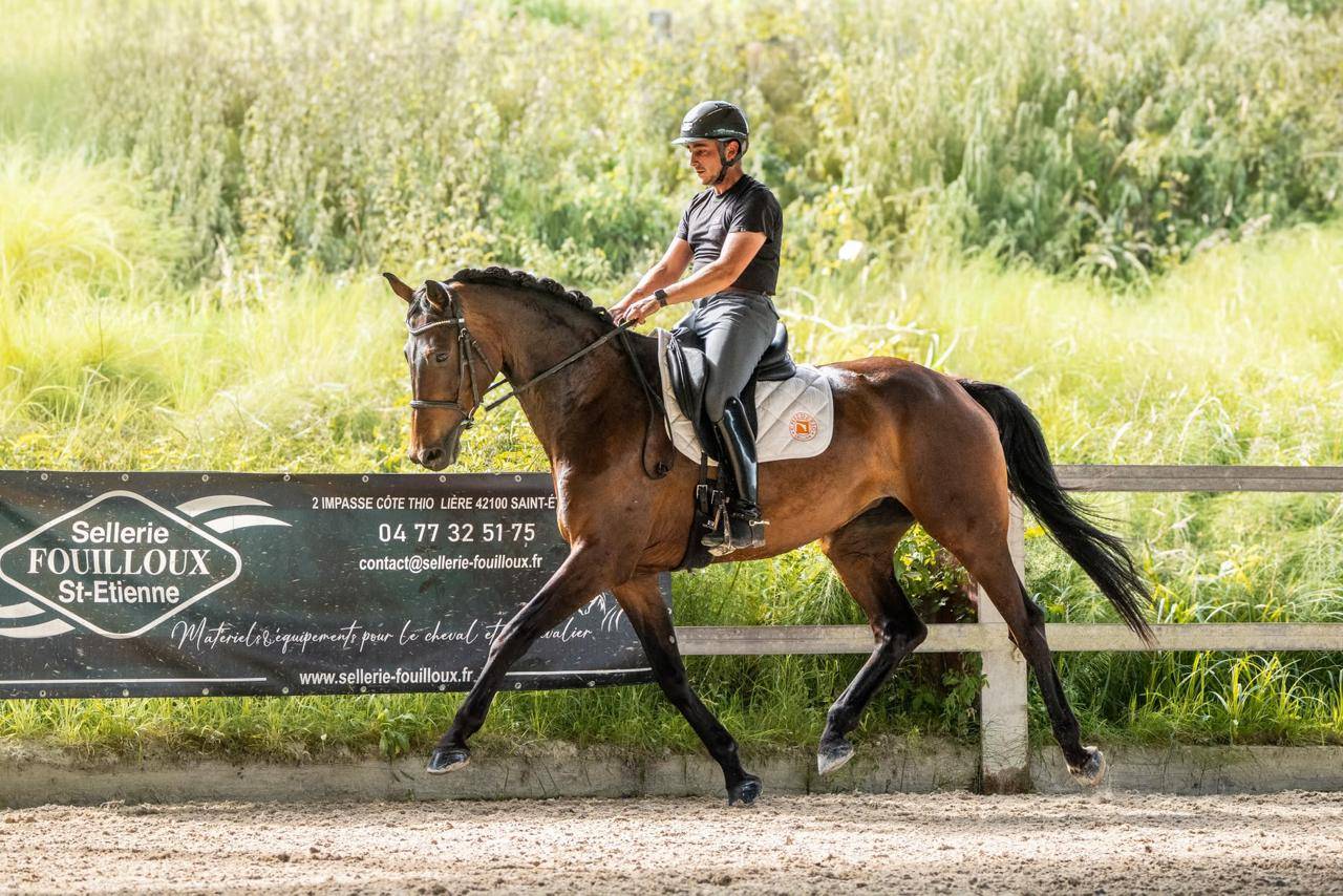 Cavalla KWPN Cavallo da Sport Neerlandese In vendita 2019 Baio scuro