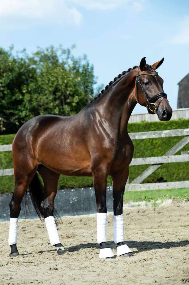 Cavalla KWPN Cavallo da Sport Neerlandese In vendita 2019 Baio scuro