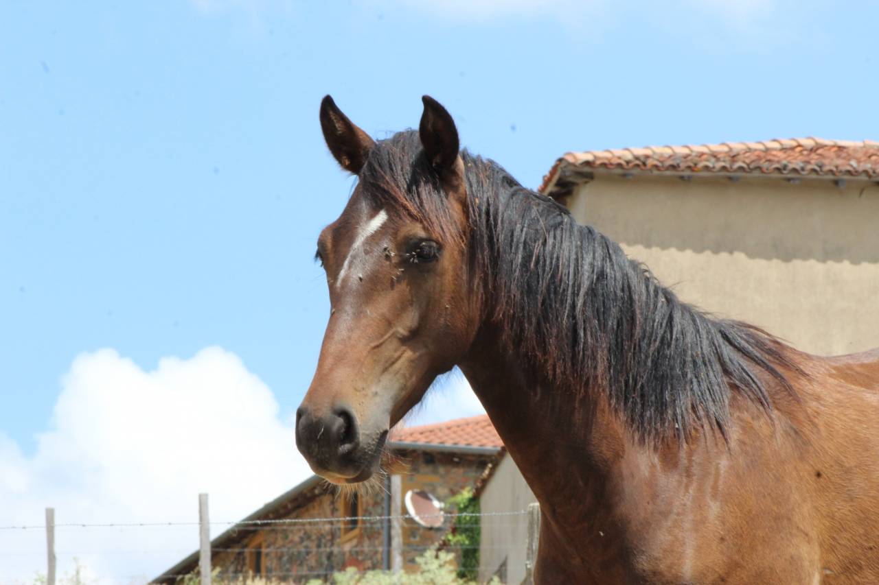 Castrone PRE Andaluso In vendita 2025 Baio scuro