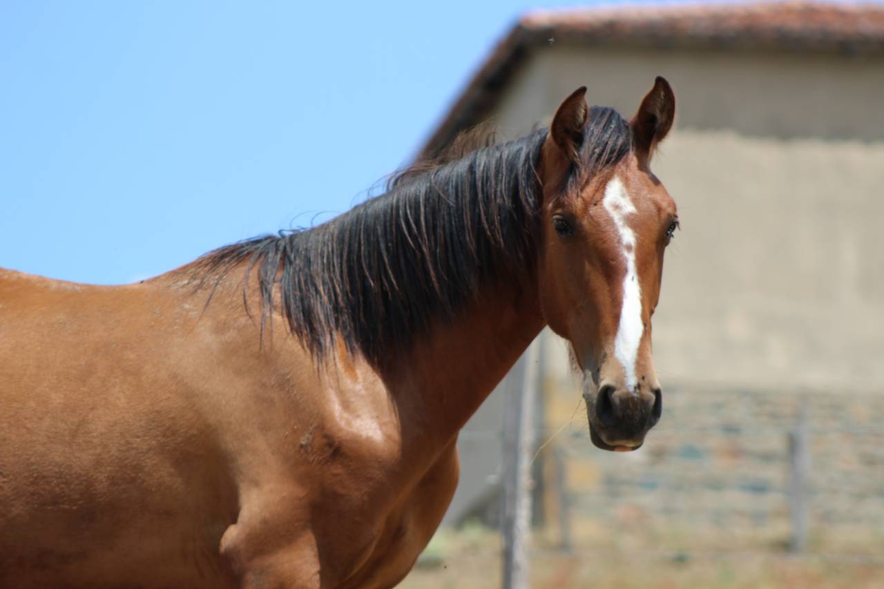 Castrone PRE Andaluso In vendita 2025 Baio
