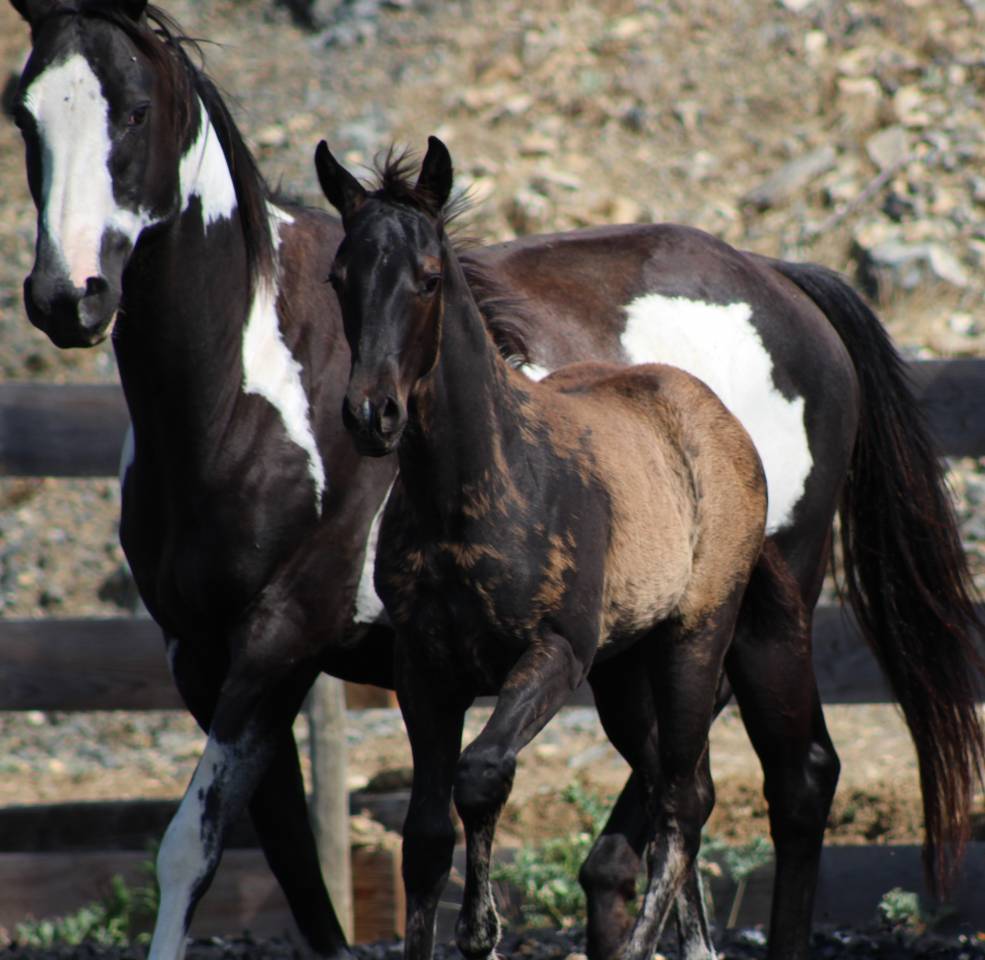 Puledro Paint Horse In vendita 2026 Nero
