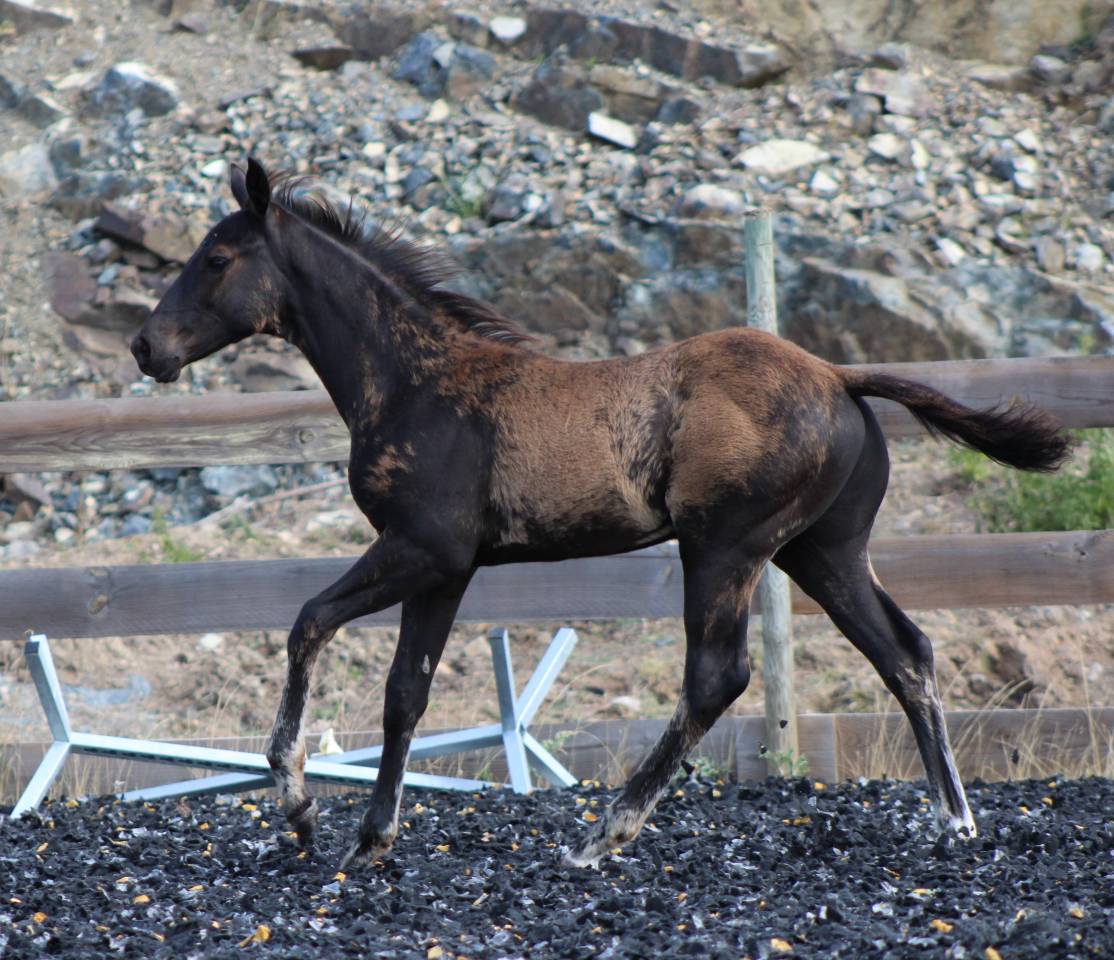 Puledro Paint Horse In vendita 2026 Nero
