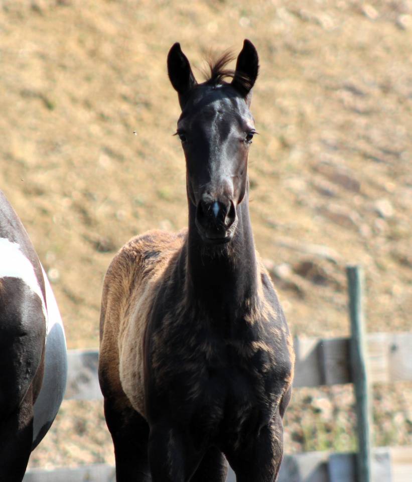 Puledro Paint Horse In vendita 2026 Nero