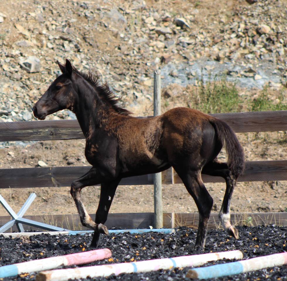 Puledro Paint Horse In vendita 2026 Nero