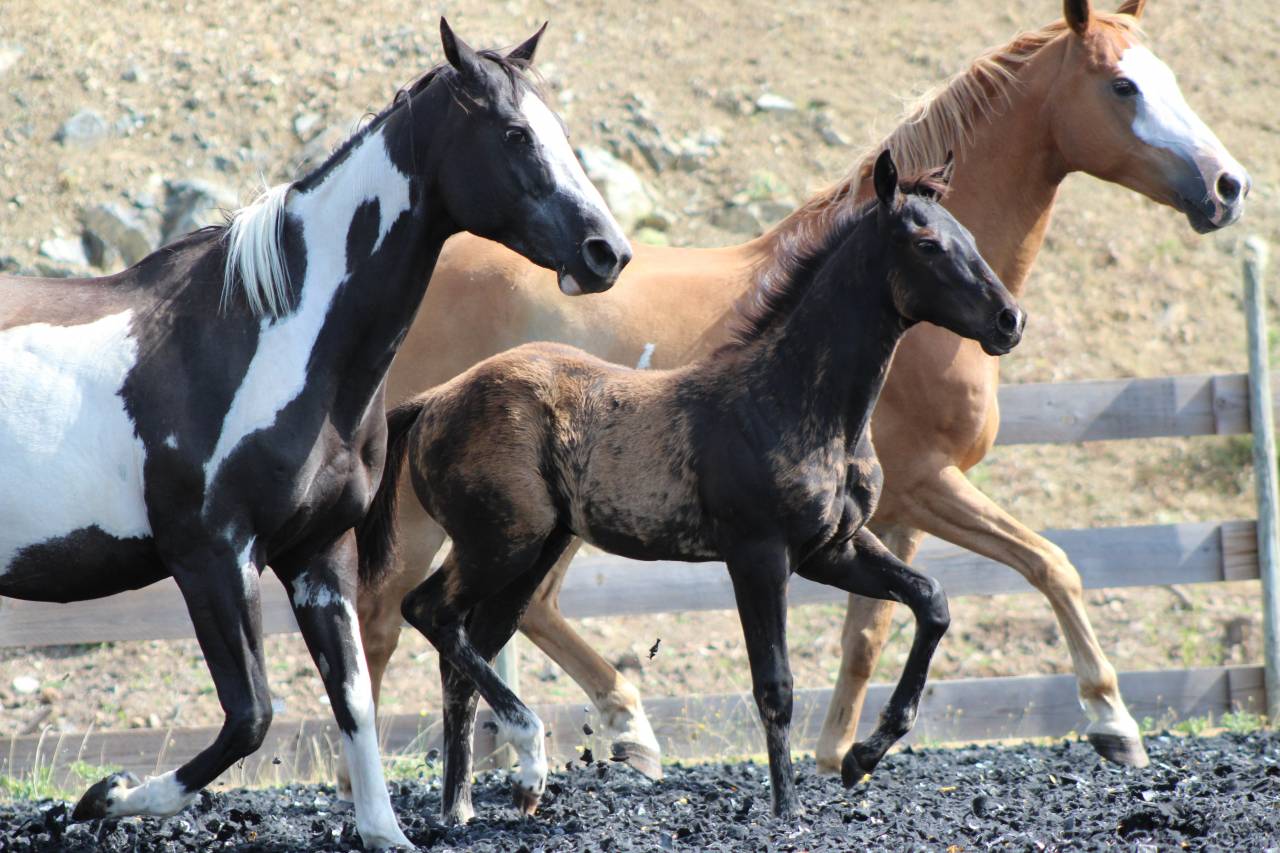 Puledro Paint Horse In vendita 2026 Nero