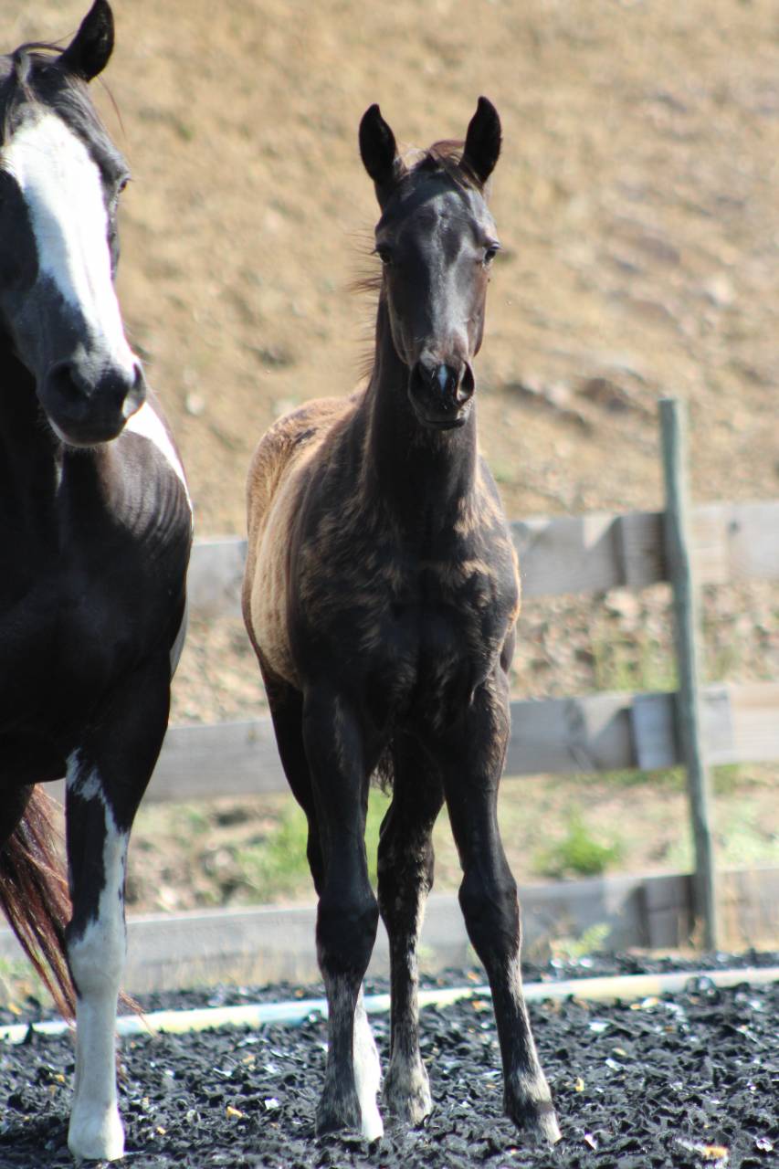 Puledro Paint Horse In vendita 2026 Nero