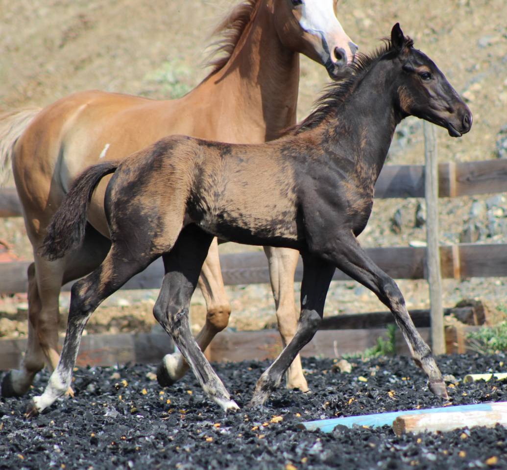 Puledro Paint Horse In vendita 2026 Nero