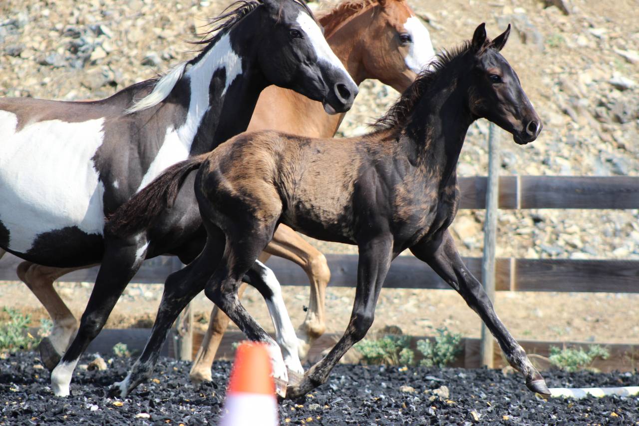 Puledro Paint Horse In vendita 2026 Nero