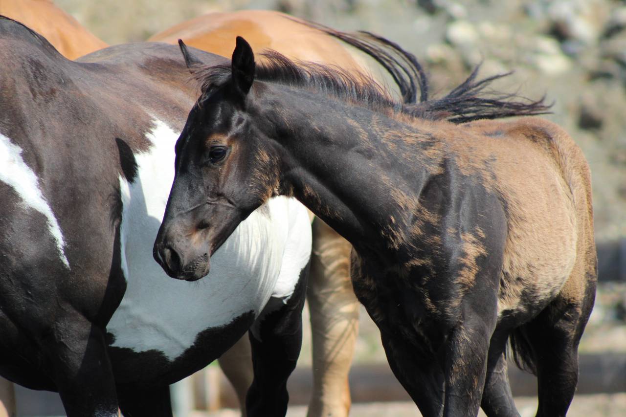 Puledro Paint Horse In vendita 2026 Nero