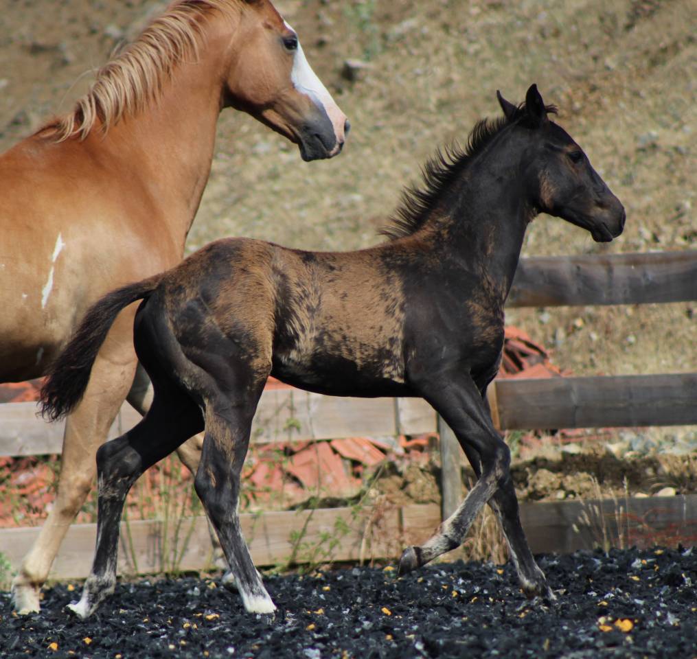 Puledro Paint Horse In vendita 2026 Nero