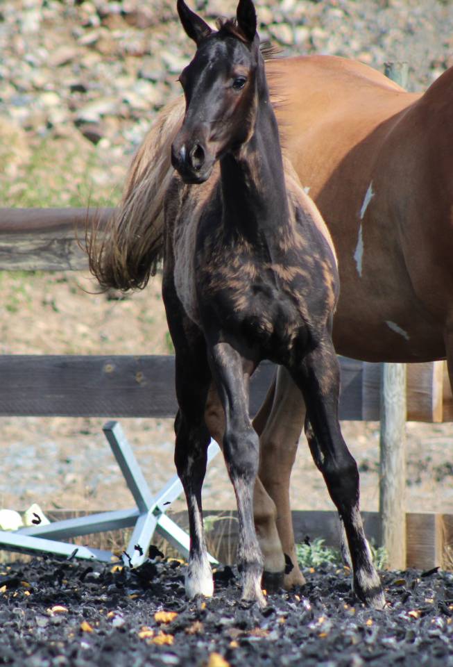 Puledro Paint Horse In vendita 2026 Nero
