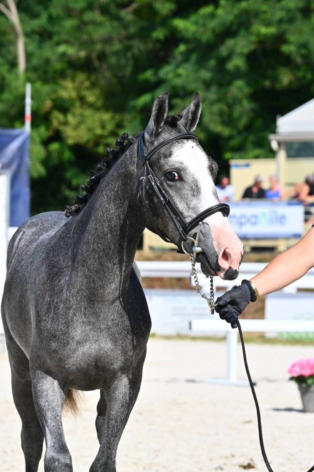 Intero PFS Pony Francese da Sella In vendita 2025 Grigio