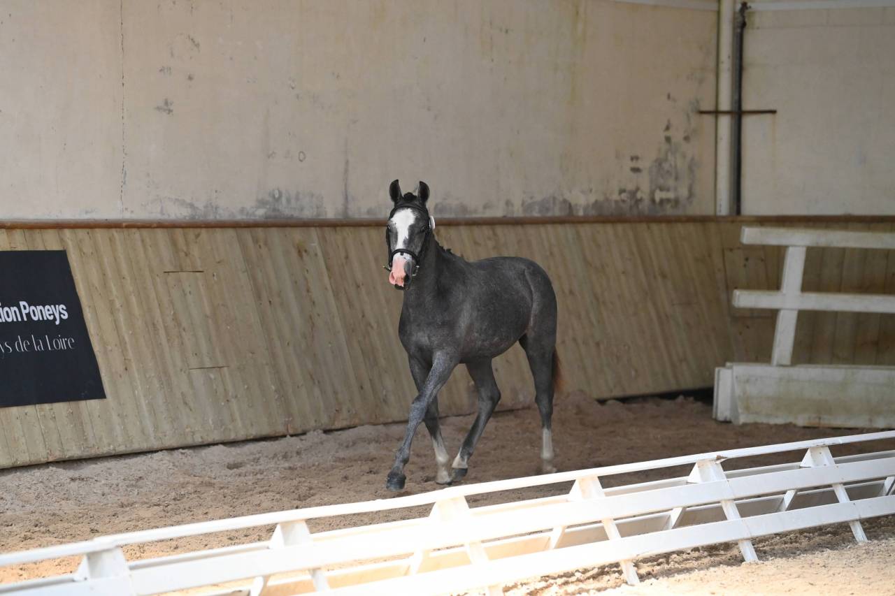 Intero PFS Pony Francese da Sella In vendita 2025 Grigio