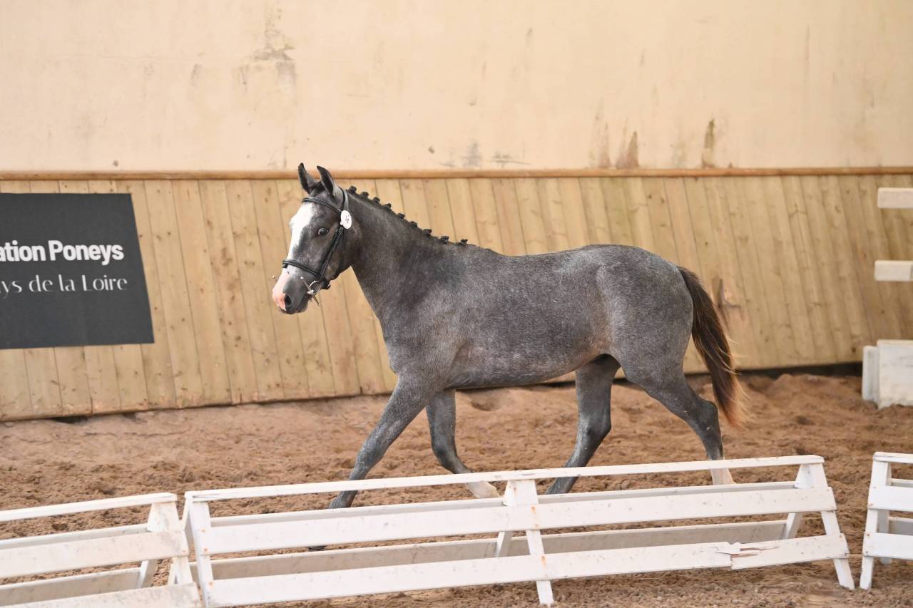 Intero PFS Pony Francese da Sella In vendita 2025 Grigio