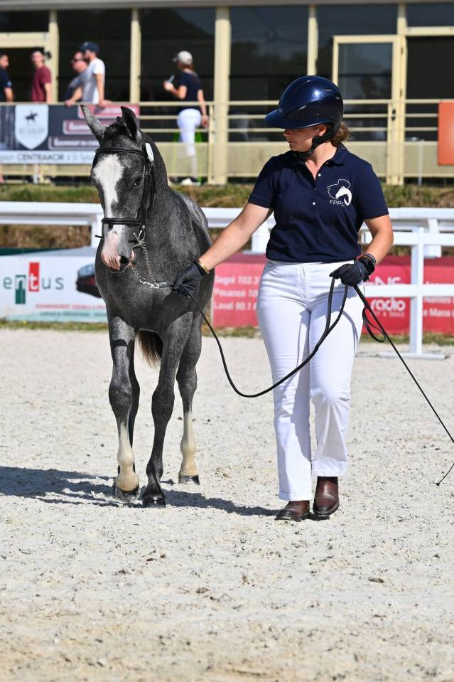 Intero PFS Pony Francese da Sella In vendita 2025 Grigio
