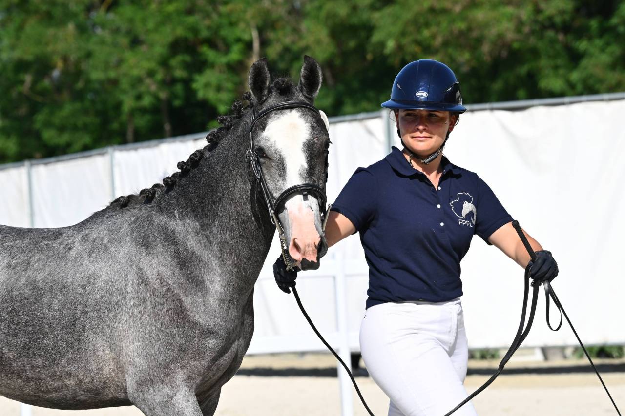 Intero PFS Pony Francese da Sella In vendita 2025 Grigio