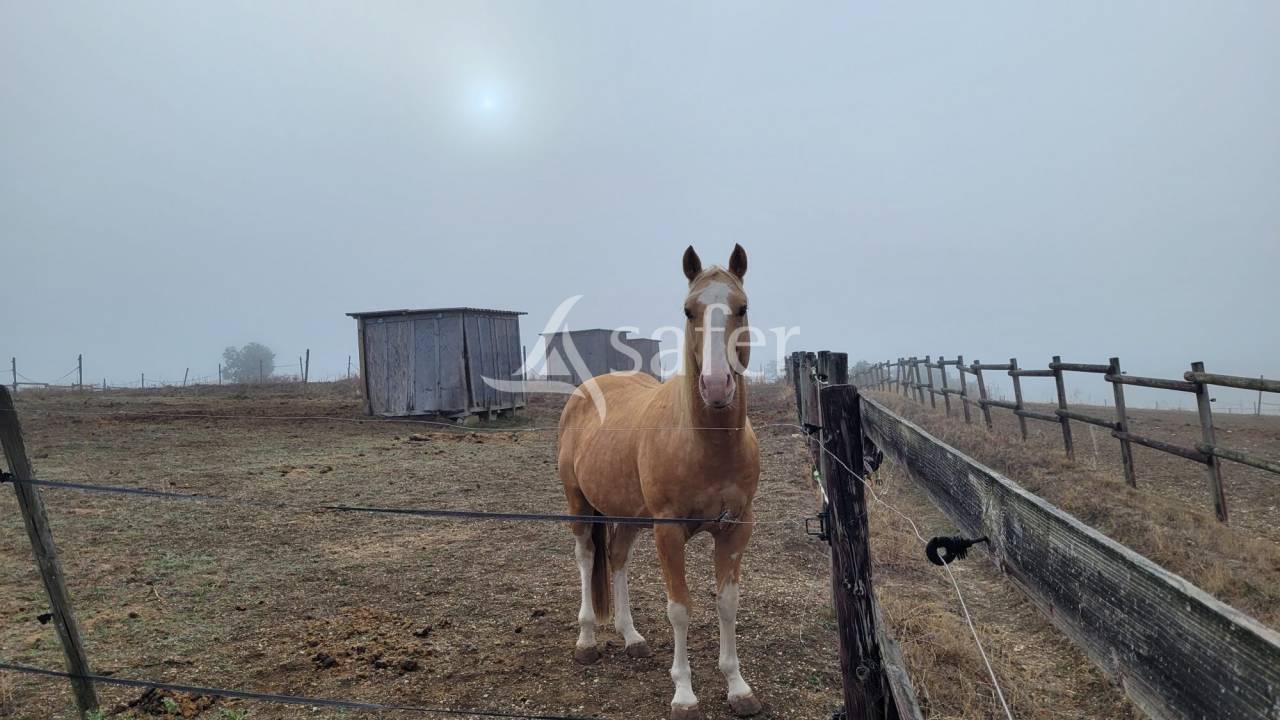 Propriet&agrave; equestre In vendita tarn