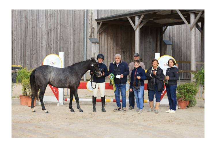 Puledra PFS Pony Francese da Sella In vendita 2023 Grigio