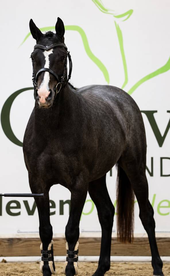 Puledra PFS Pony Francese da Sella In vendita 2023 Grigio