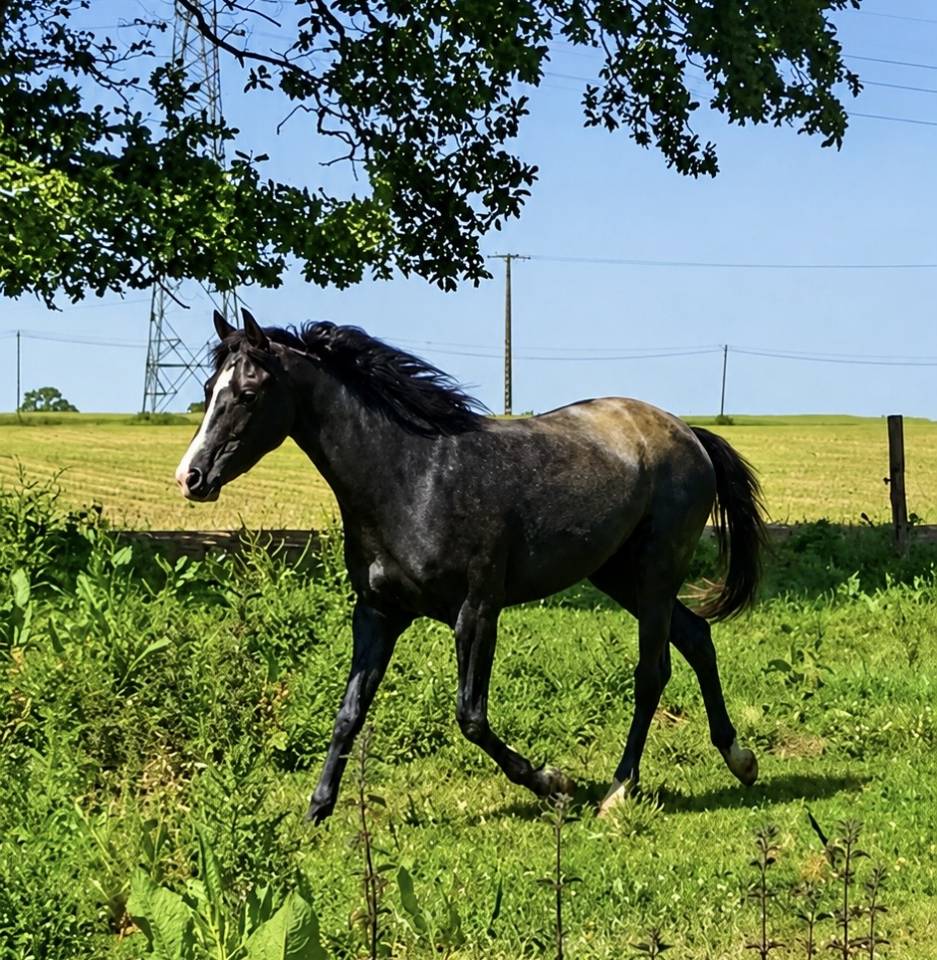Puledra PFS Pony Francese da Sella In vendita 2023 Grigio