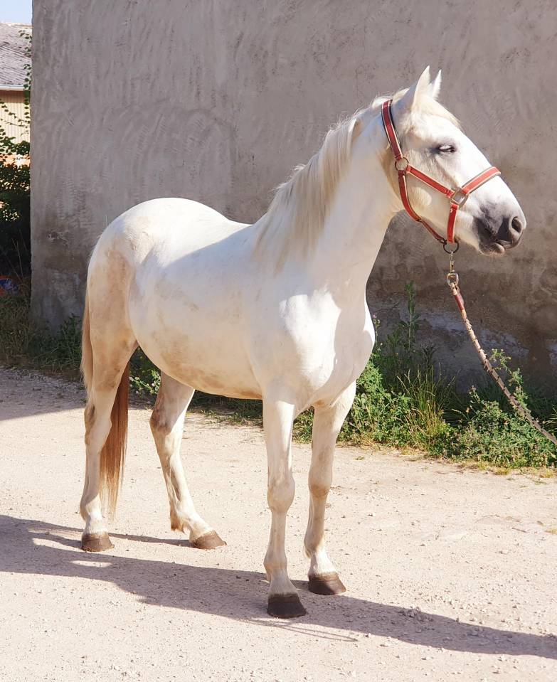 Castrone Camargue In vendita 2023 Grigio ,  Reine des Fa&iuml;sses